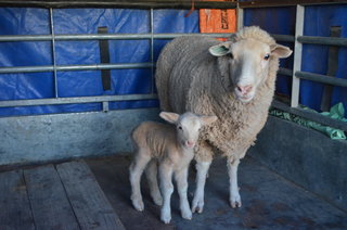 Merino ooi