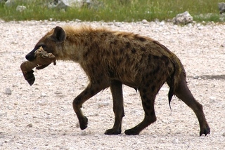 Hyena with an old leg...