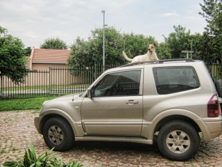 Dog on the roof