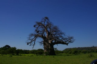 Mapungubwe "Bonzai"