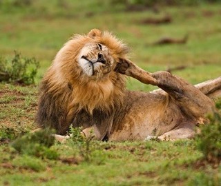 Lion Itch.jpg