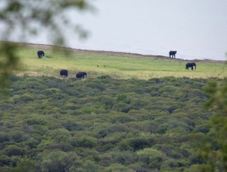 Ellies onthe edge of the Josini dam
