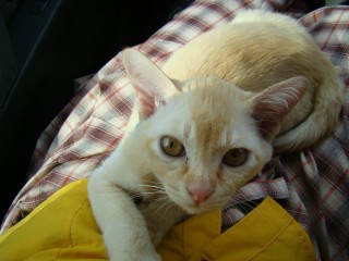 Liitle Lion Xerxes King of all Cats