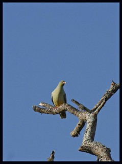 Green pidgeon or papegaai duif