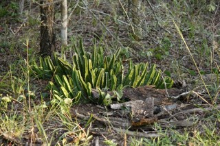 Stapelia gigantea