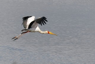 Yellow billed stork