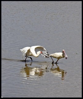 African Spoonbill