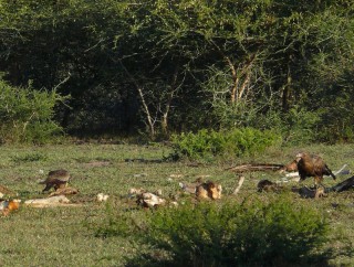 Juv Palm nut vulture