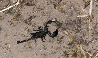 Cheloctonus jonesii