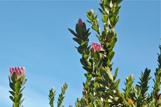 some of the beautiful flora