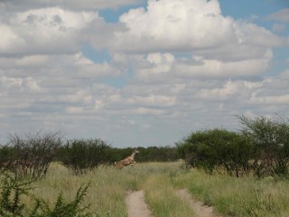 Kudu crossing
