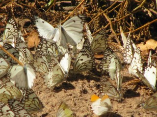 butterflies everywhere