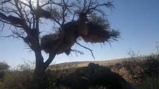 A huge Social Weaver nest.  The collapsed part of the nest was about twice the size of the remaining bit.  The weight of the nest broke branches as thick as 20cm!  Spent a quiet moment wondering how long it takes to build up that much nesting material.  And what happened to the poor nestlings in the collapsed bit.