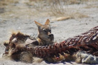 109 Jackal feeding on dead lion.JPG